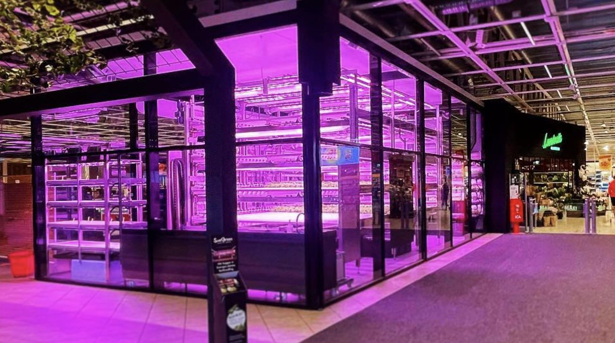 Swegreen vertical farm behind glass walls under pink LED light in the entrance of Maxi ICA Stormarknad Linköping