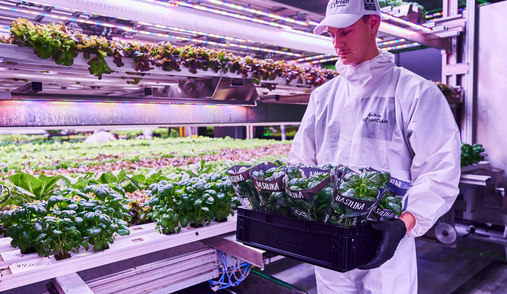 Swegreen technician carrying a tray of in-store grown basil inside the vertical farm at Maxi ICA Stormarknad Linköping