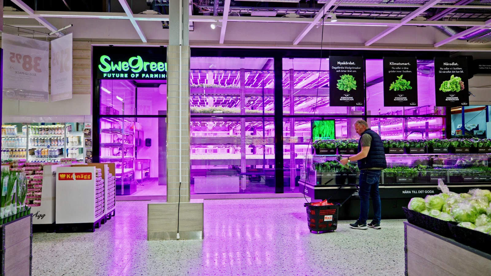 Swegreen vertical farm behind glass in the produce section at Maxi ICA Stormarknad Stenhagen, Uppsala