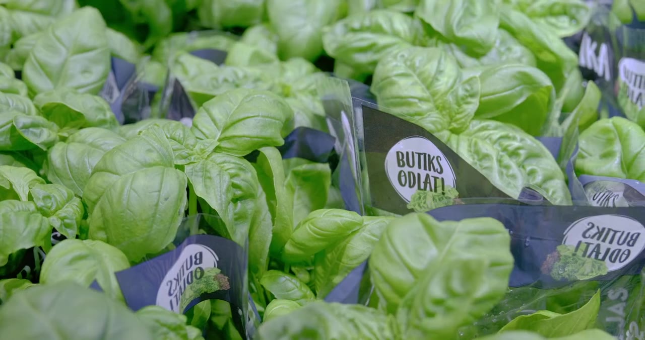 Store-grown basil in packaging