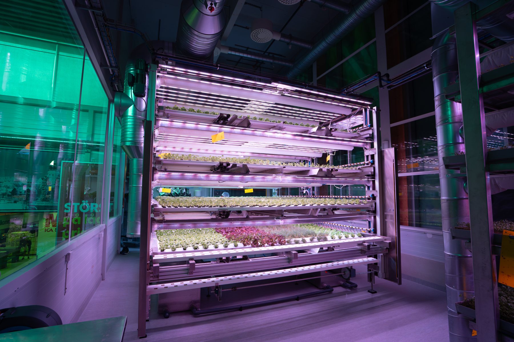 Swegreen Freja vertical farm inside the entrance tower of Maxi ICA Stormarknad Skellefteå, with lettuce and herbs on several levels under pink LED light
