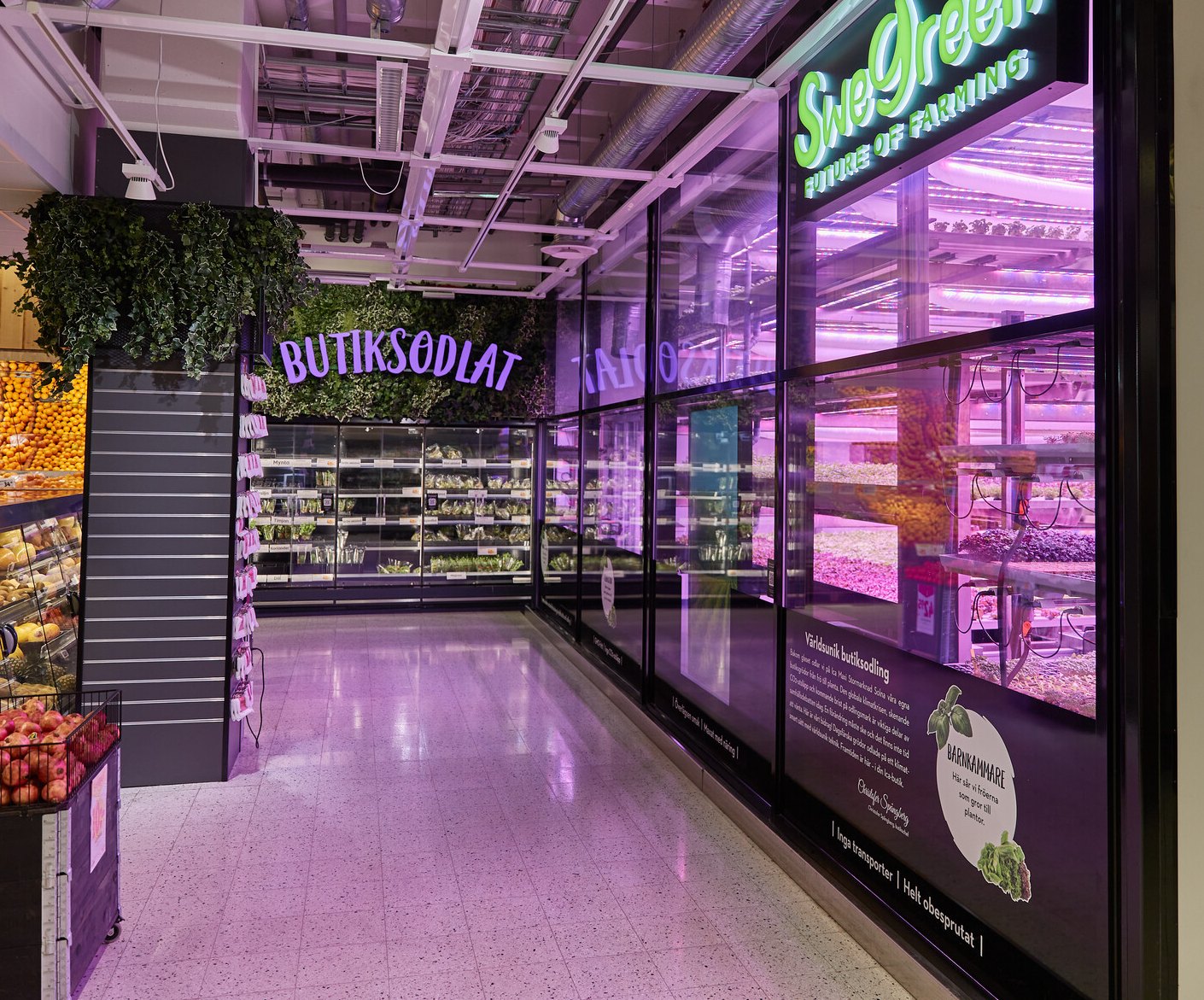 Vertical farm in Stockholm: Swegreen farm behind glass at Maxi ICA Stormarknad Solna